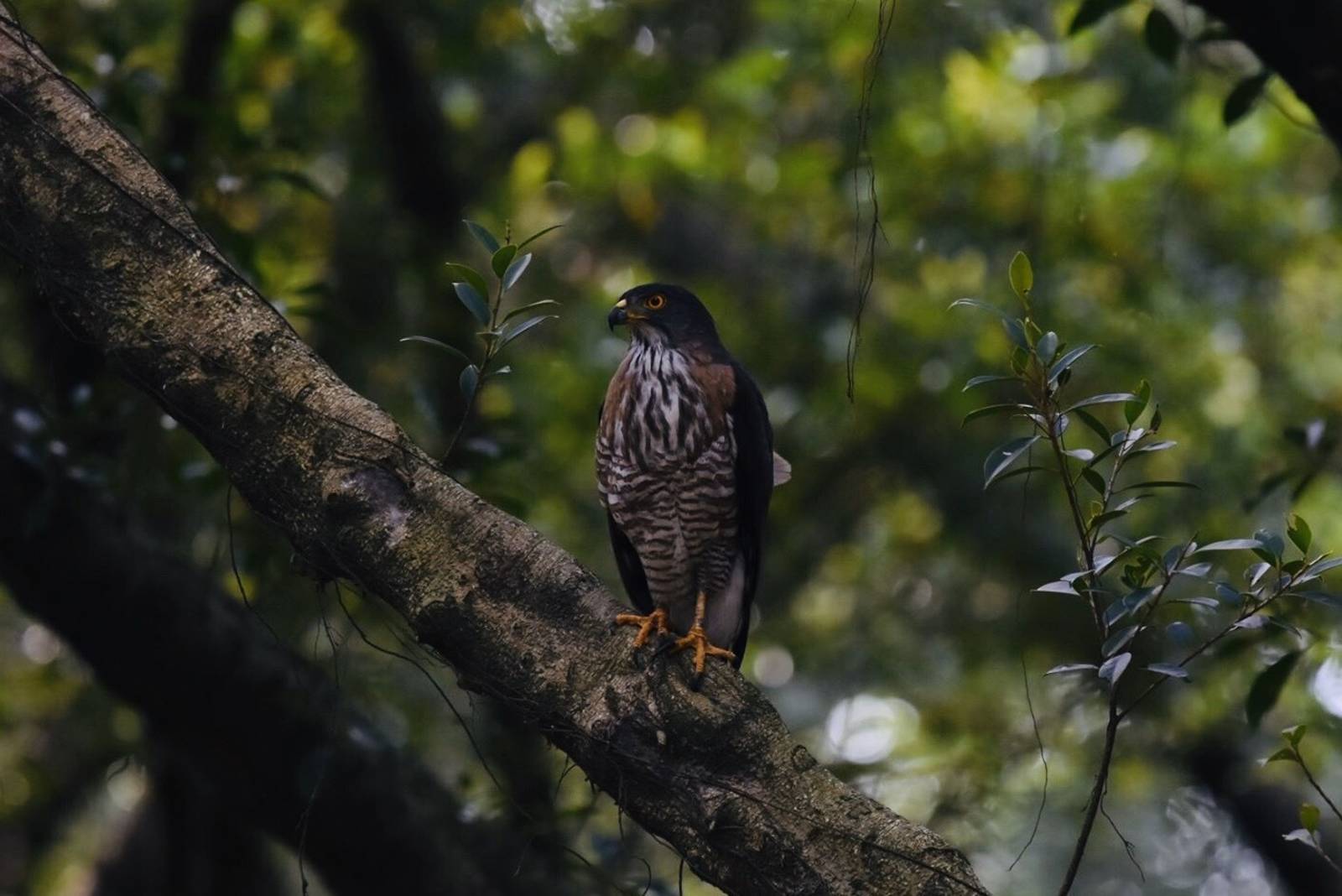 翱翔天際的猛禽
