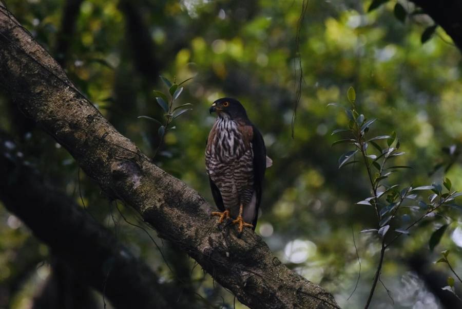 翱翔天際的猛禽