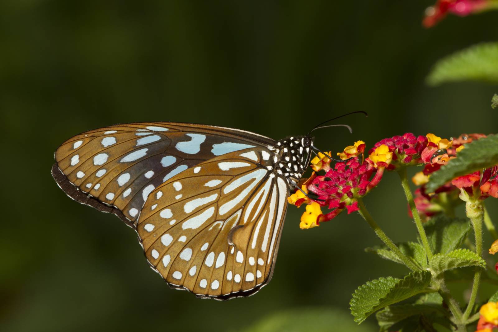 翩翩飛舞的蝴蝶