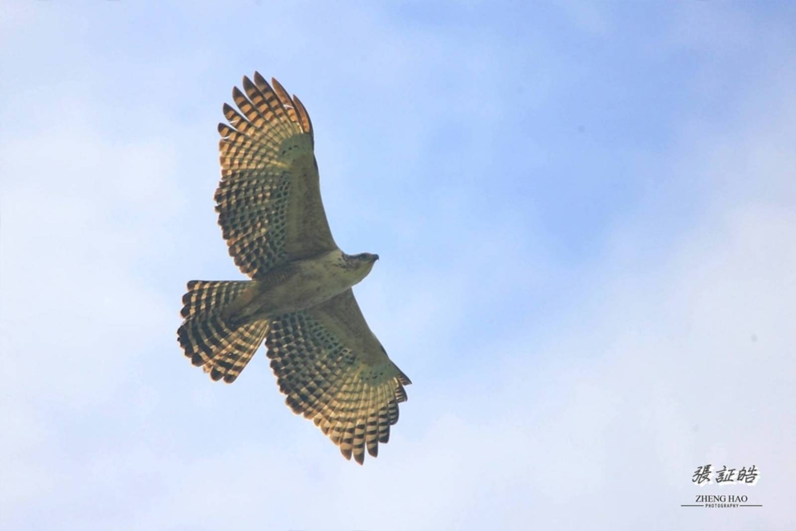 熊鷹的生態及保育