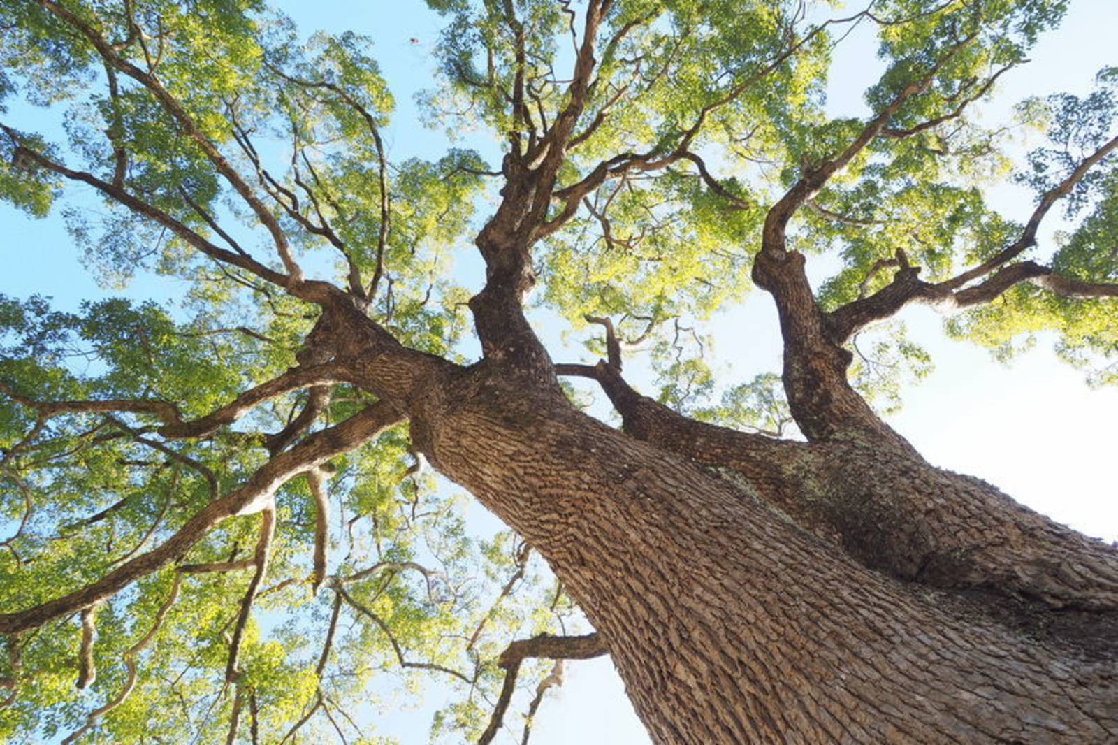 故事寶盒-吳剛罰跪
