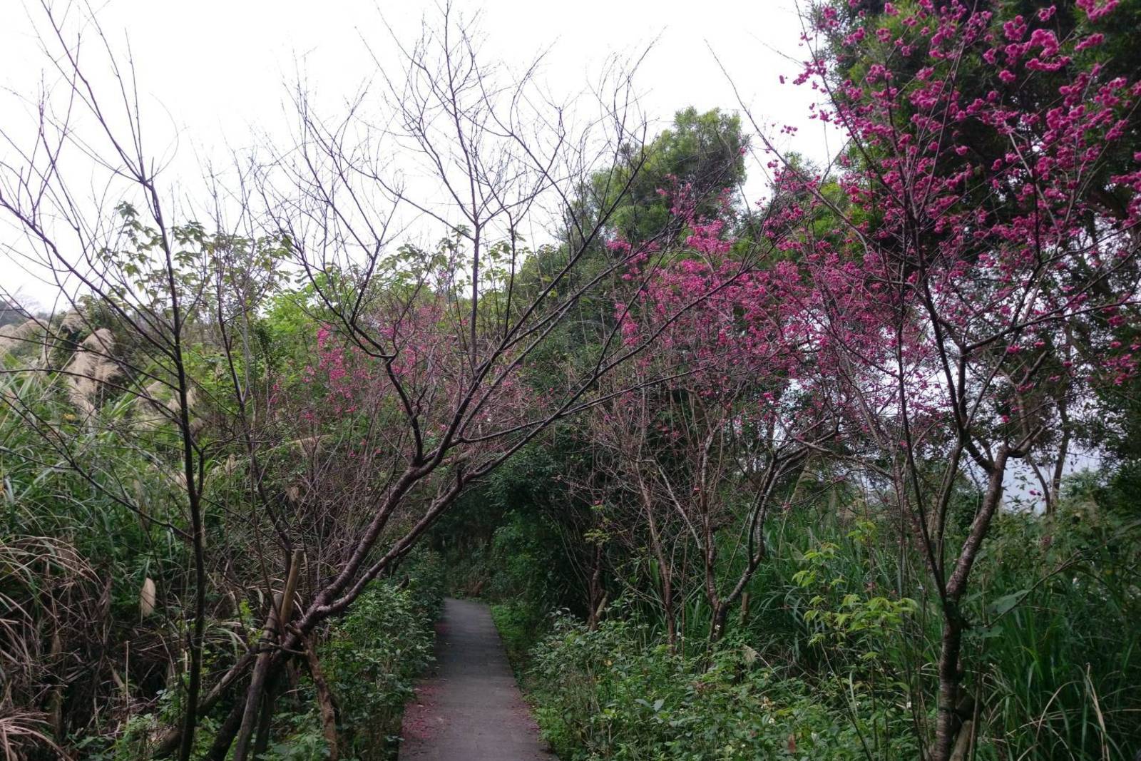 和美山森林步道行