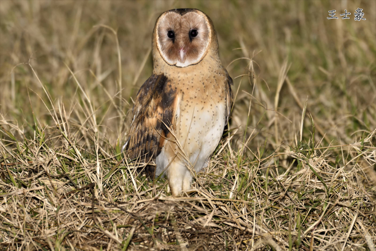 東方草鴞的生態與保育