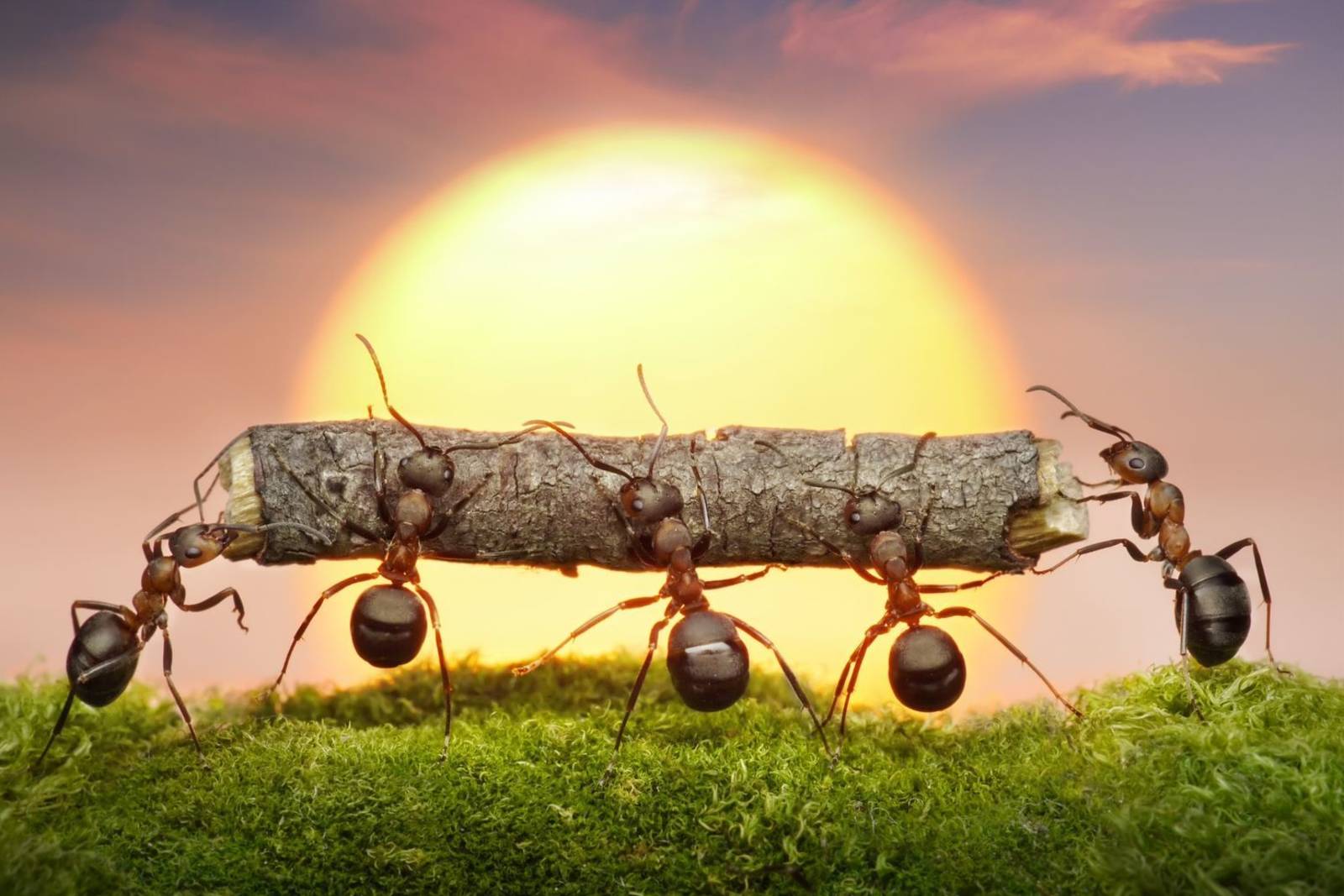 分工合作的昆蟲