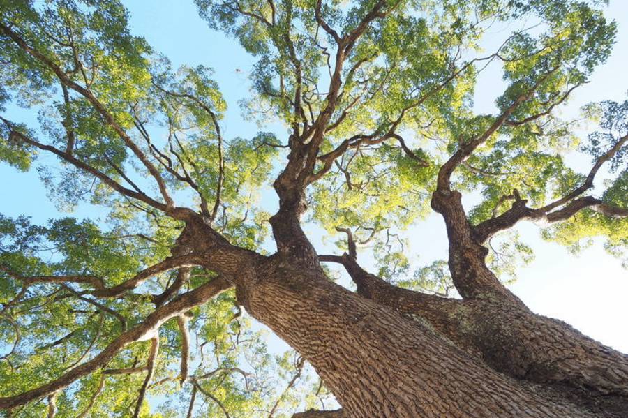 席慕蓉<一棵開花的樹>