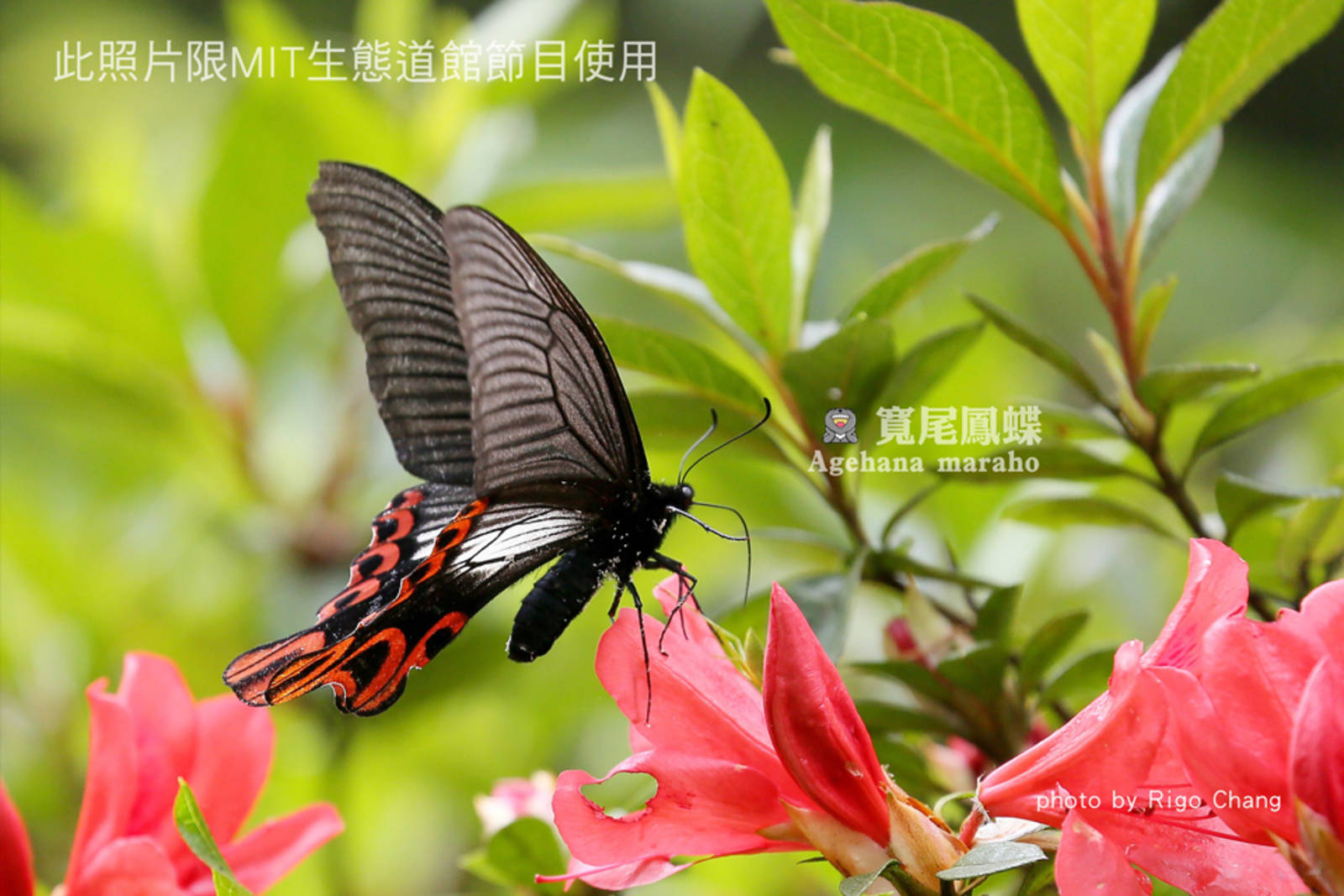 臺灣寬尾鳳蝶的生態保育