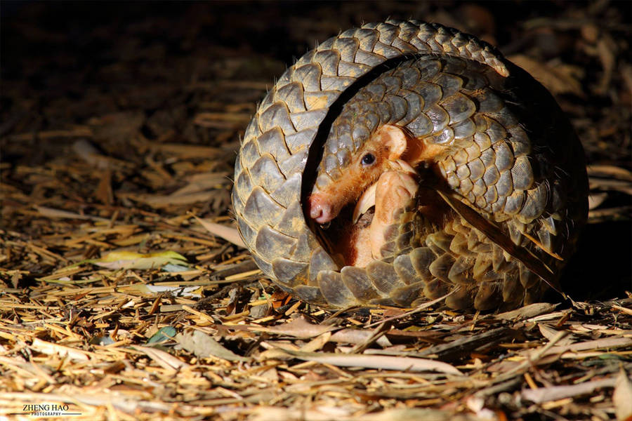 中華穿山甲的危機及保育