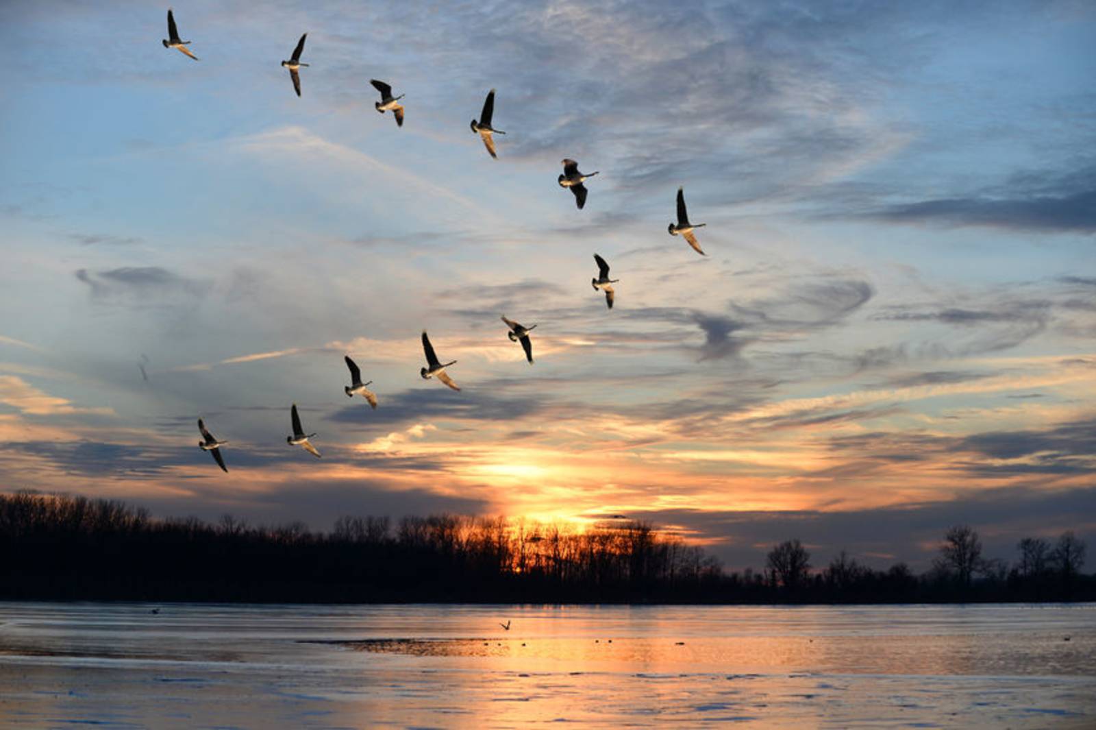 老曲盤：雙雁影