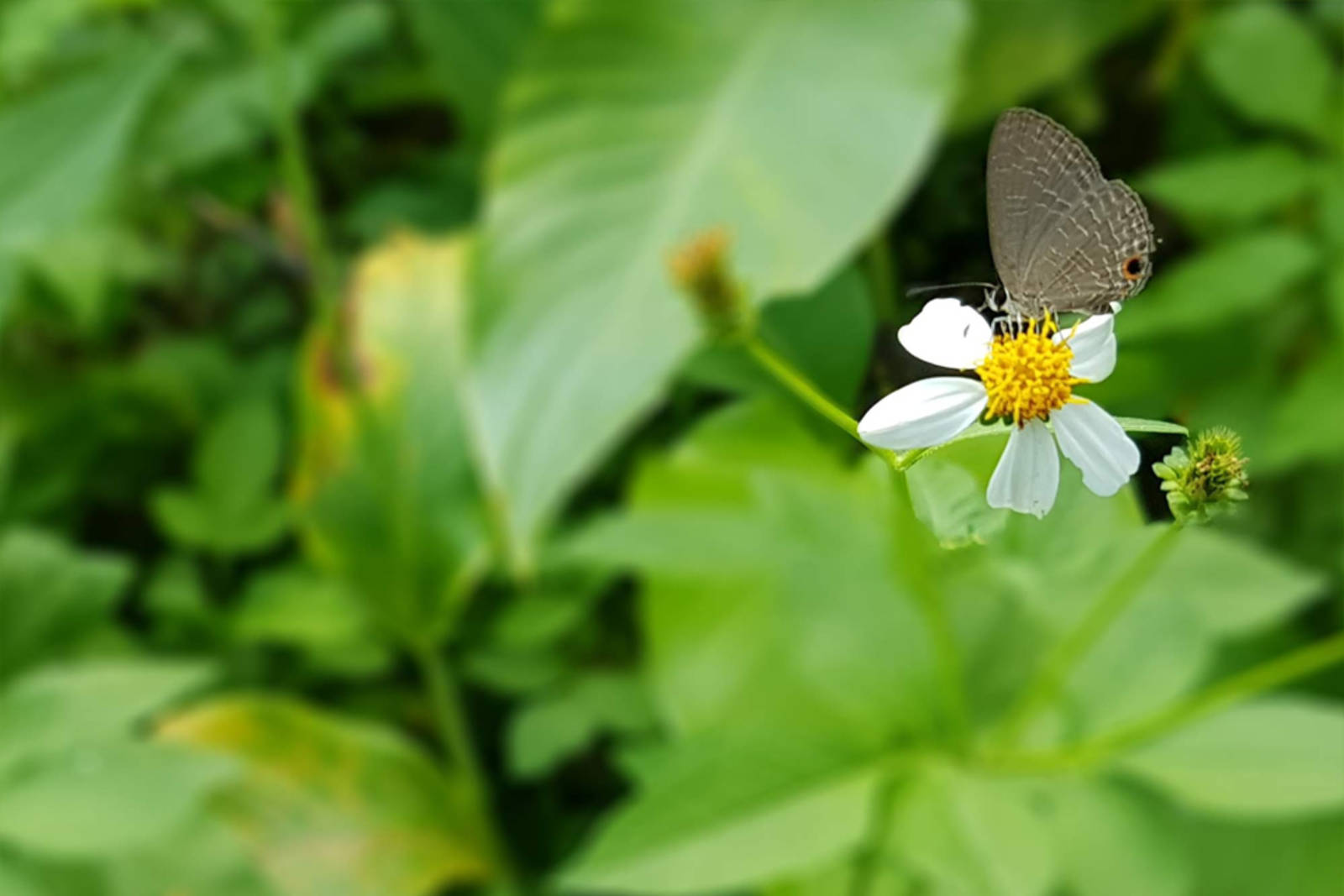 校園常見的外來入侵種植物篇