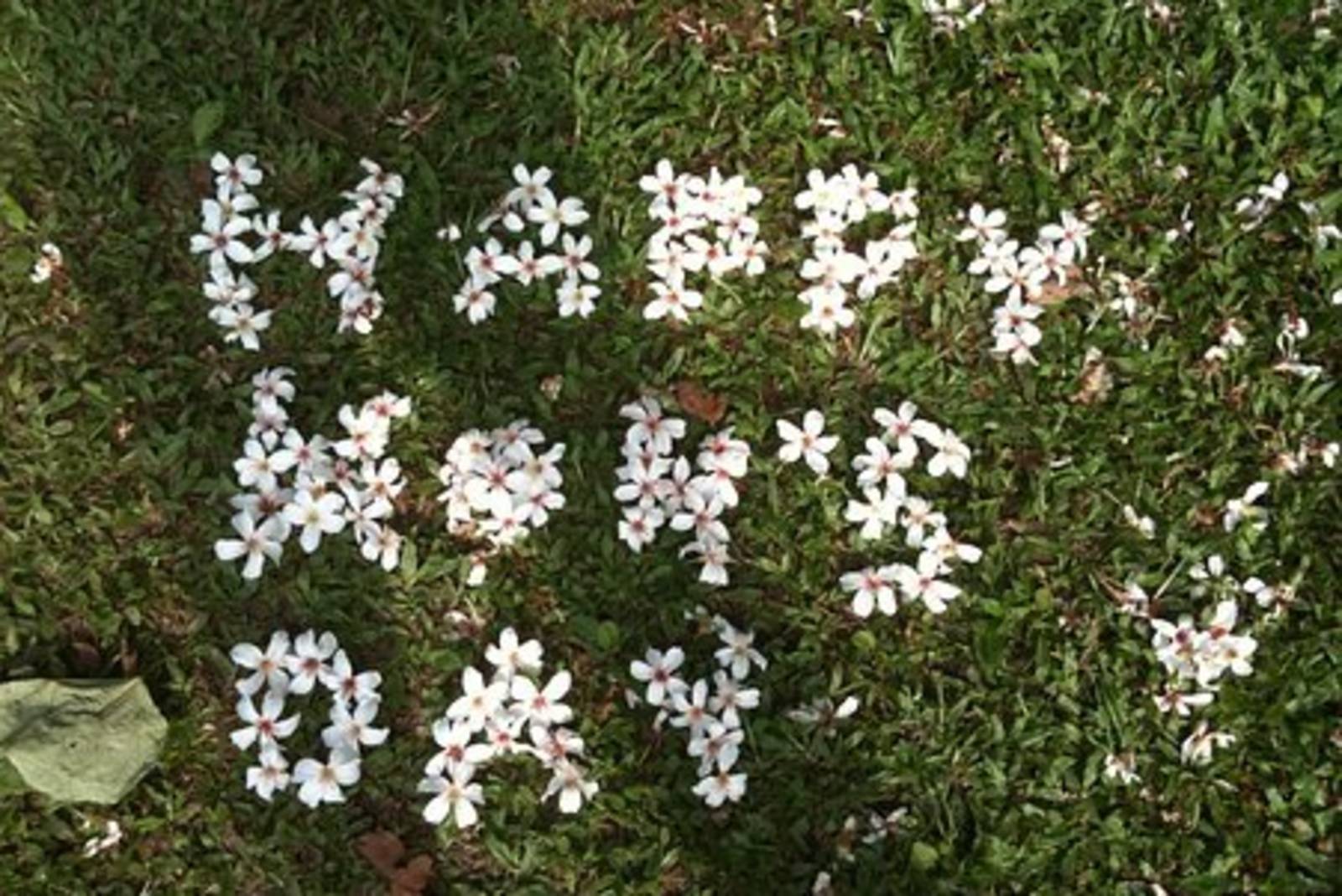 王偉倫-屋前的油桐花