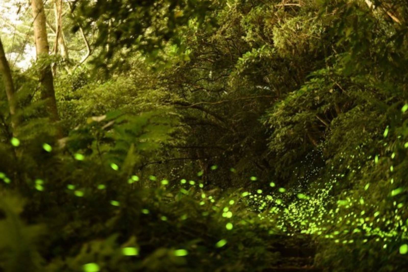 王旻瑛-火焰蟲報訊仔