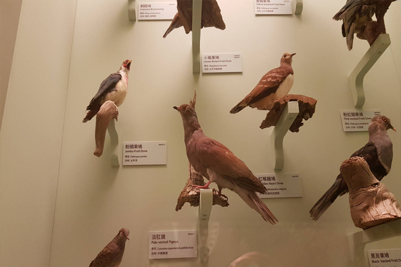 旅鴿的滅絕之謎