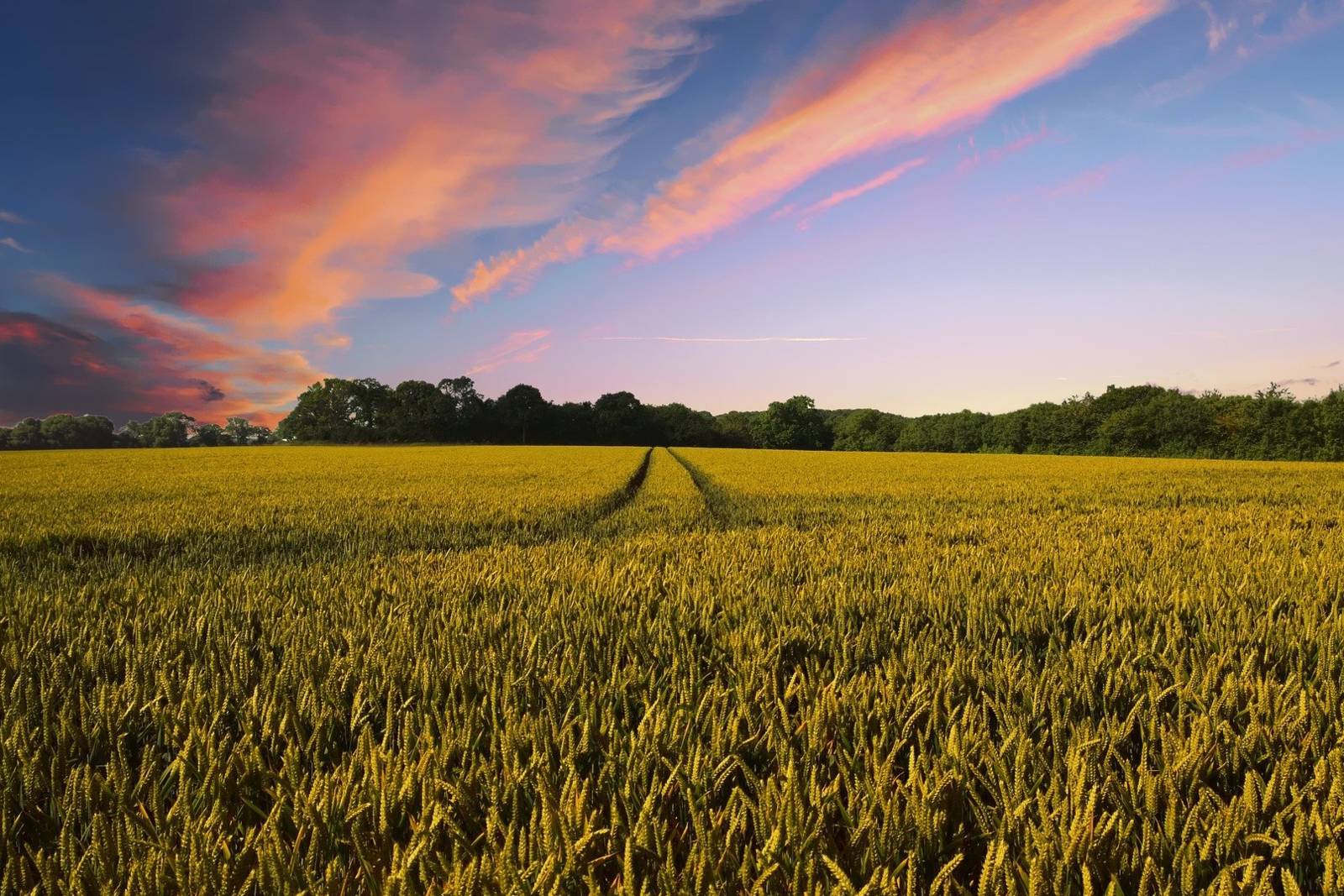 青農做些什麼？