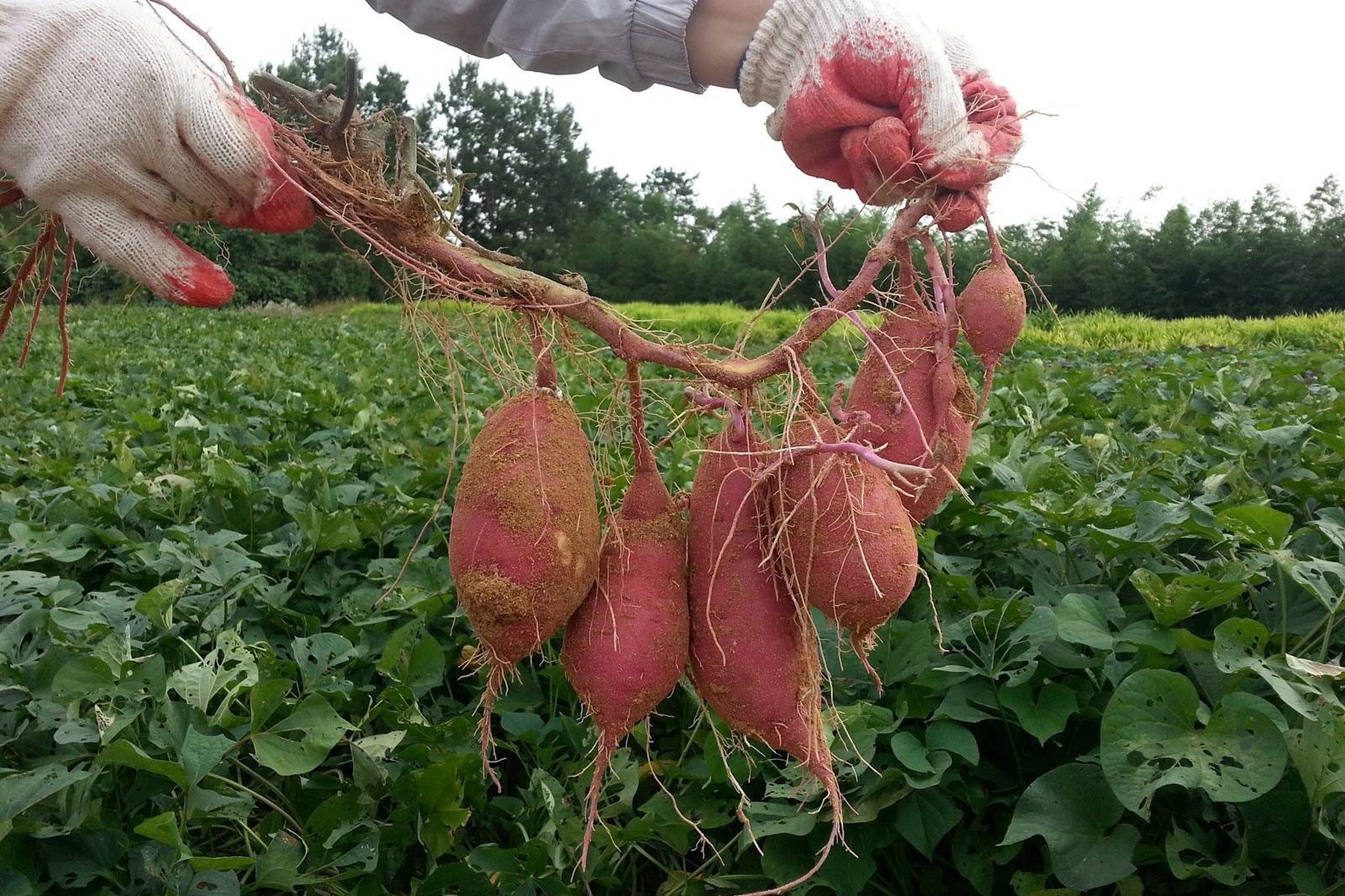 從種地瓜到打造出生態農場