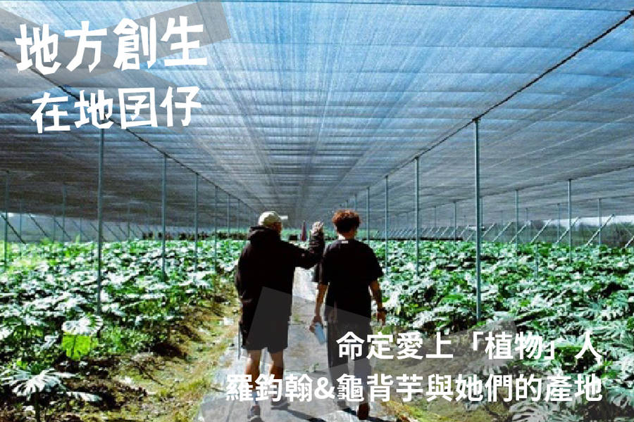 命定愛上「植物」人-羅鈞翰&龜背芋與她們的產地