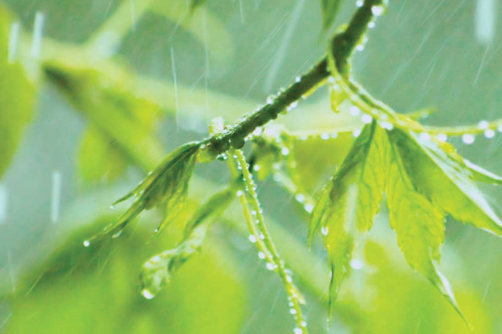 潤物細無聲-《文學少年遊》