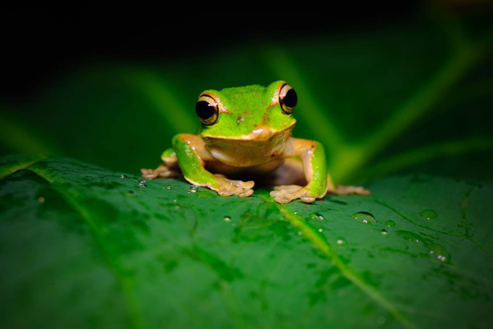 好大聲的青蛙叫