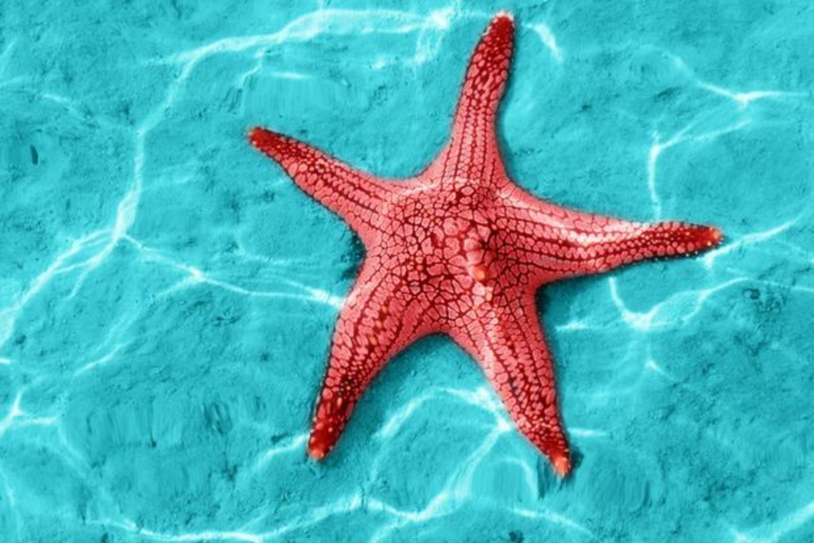 海中棘皮動物海星