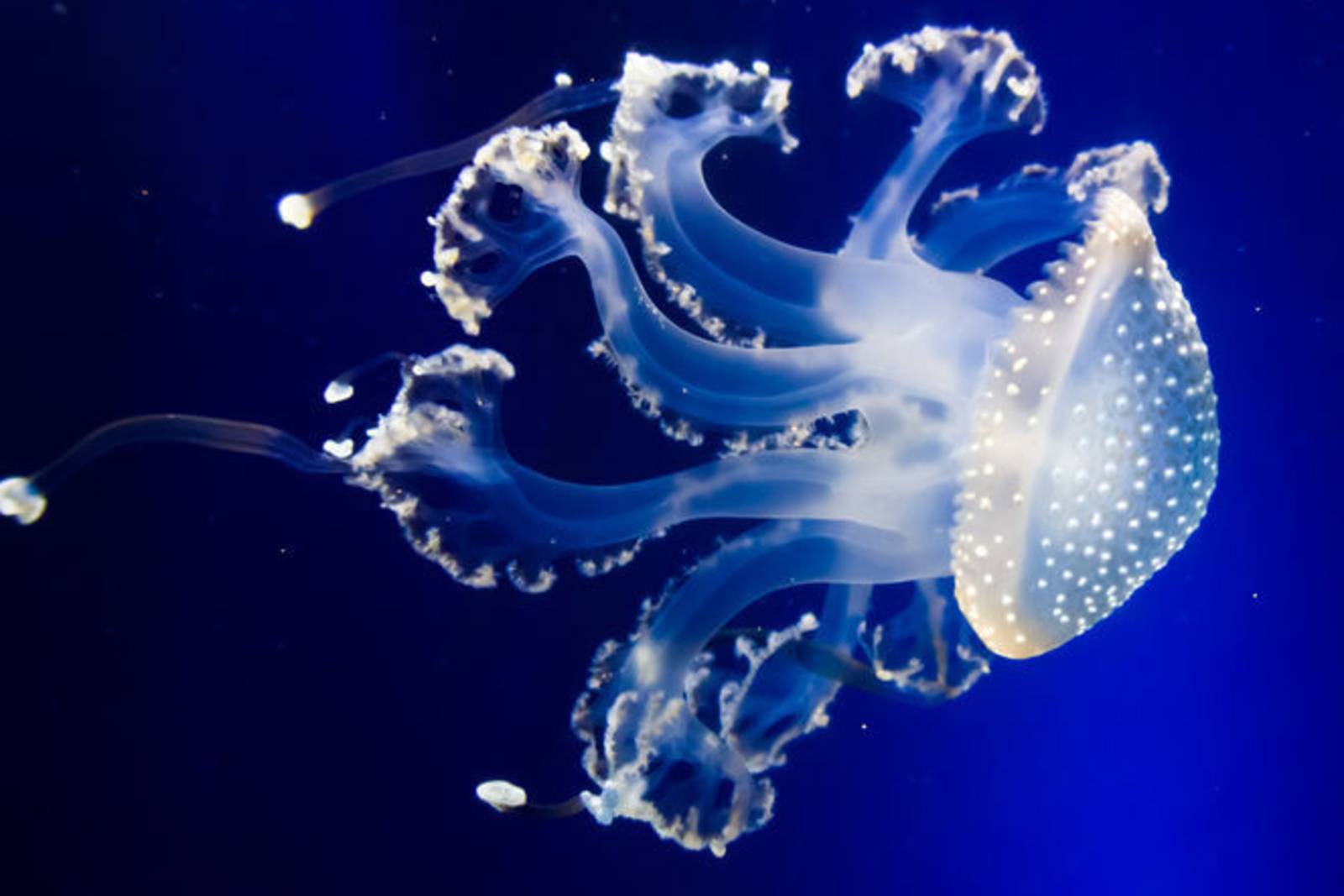 水中舞蹈者水母