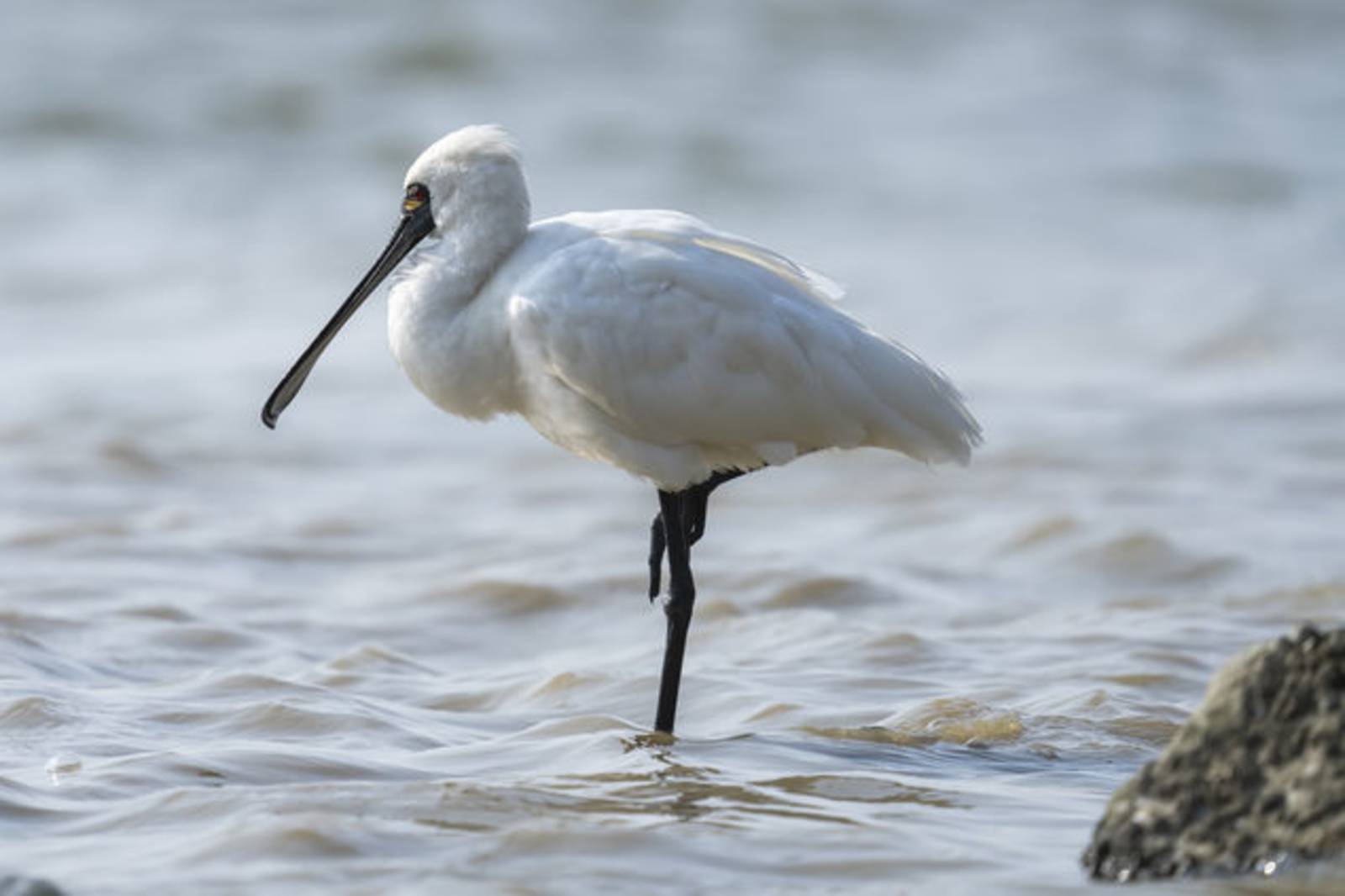 千里迢迢來過冬的黑面琵鷺