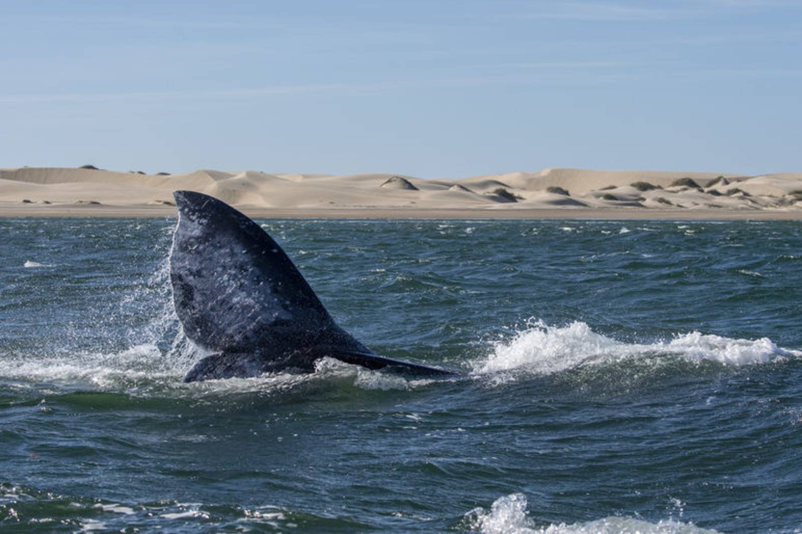 許悔之《不要溫馴地踱入，那夜憂傷》
