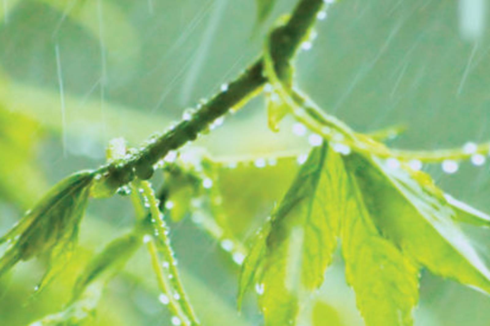 凌性傑《文學少年遊》