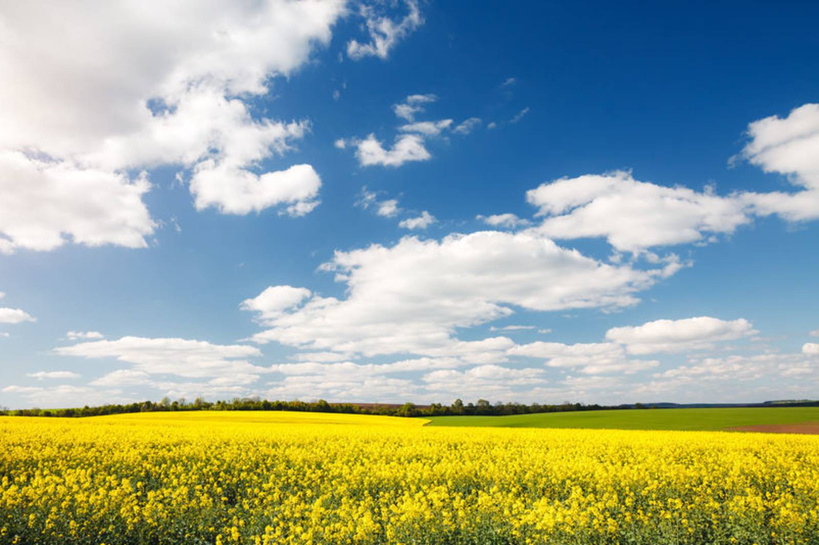 逯耀東《似是閒雲》