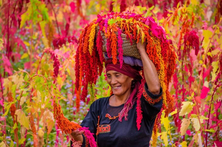 臺灣原住民族農作物-紅藜