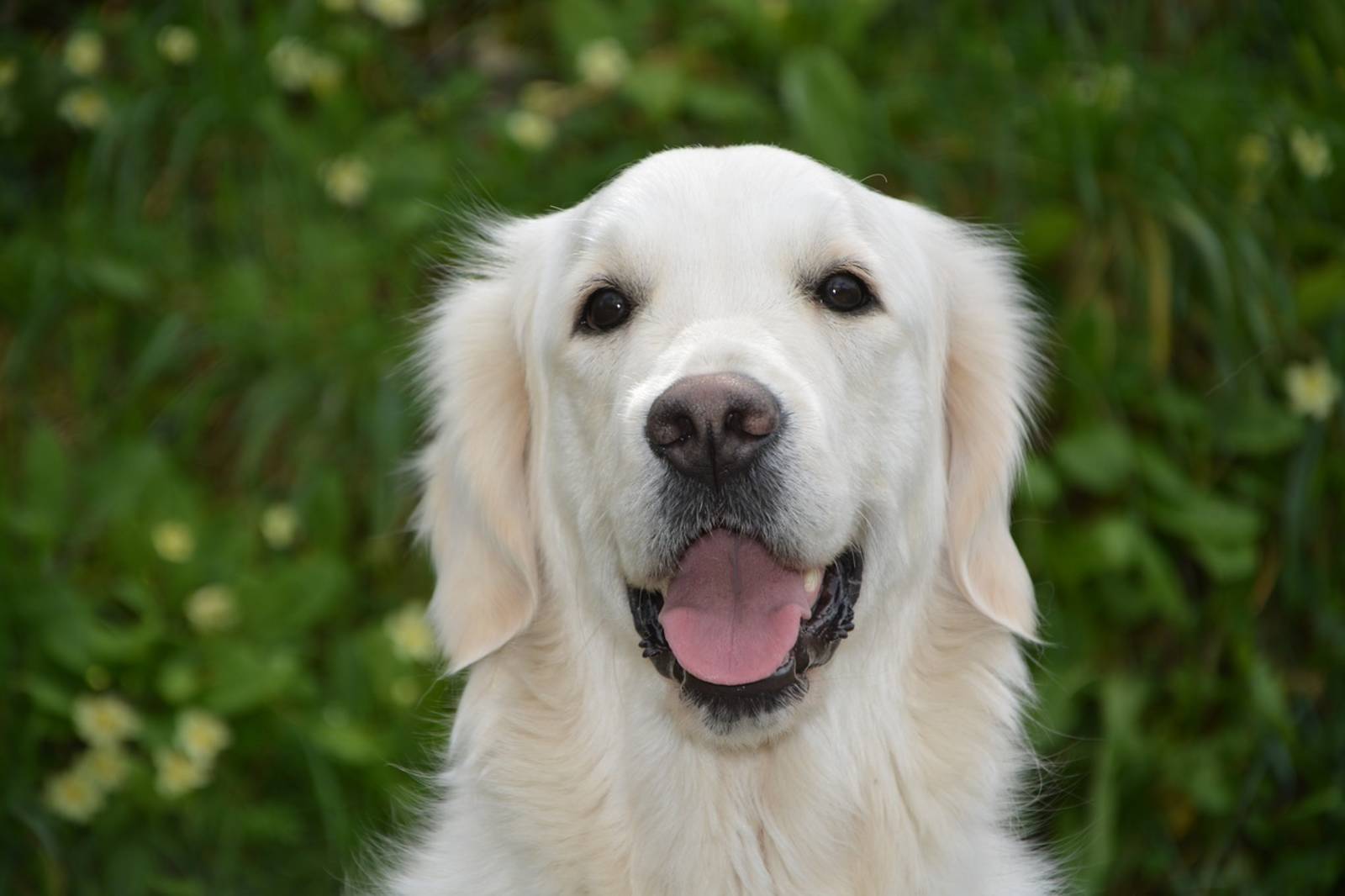 網傳「如果導盲犬獨自走向你，代表他所引導的人需要你的幫助，跟著牠走，你將會得到一份無比的感激」？