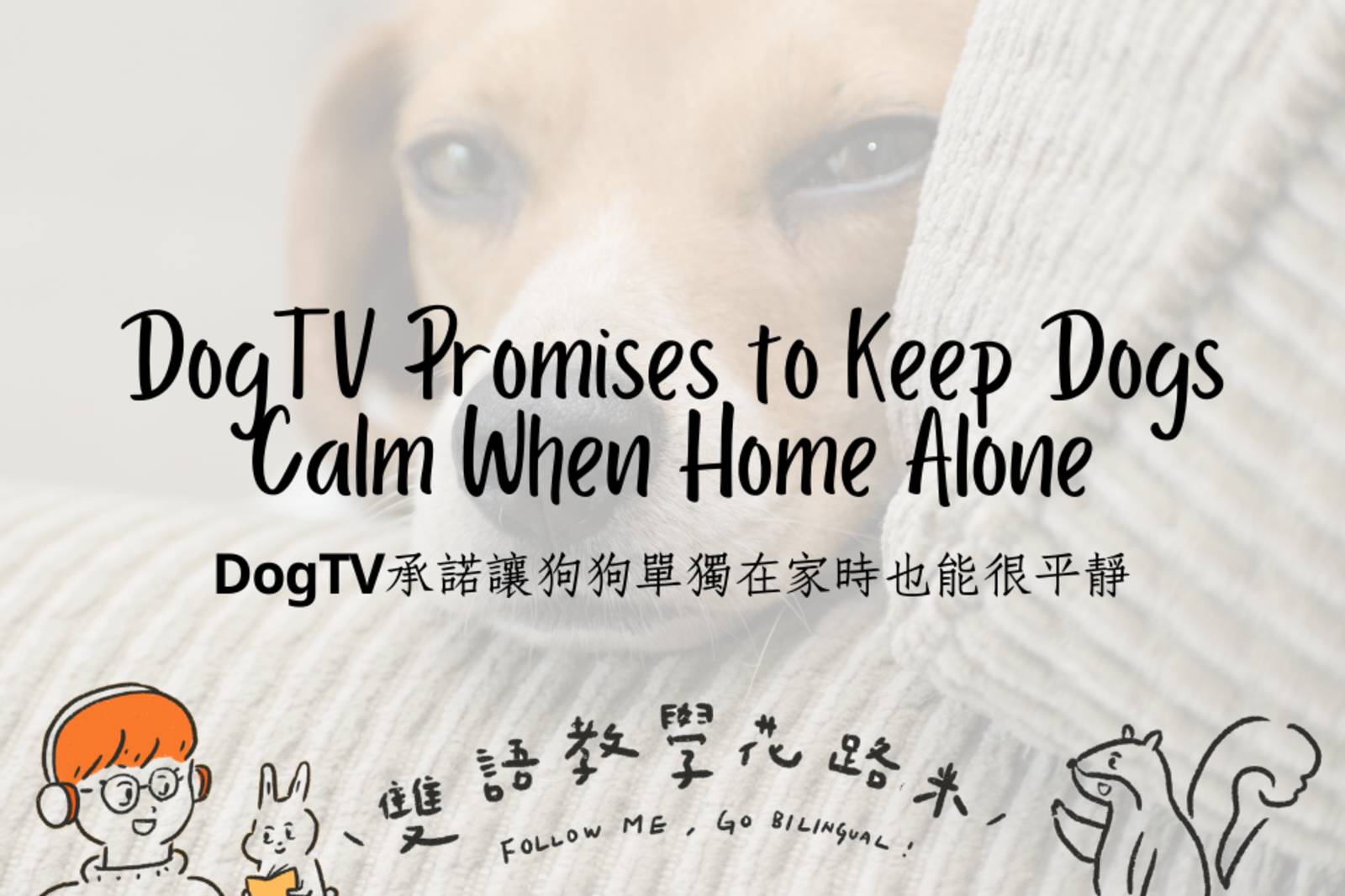DogTV Promises to Keep Dogs Calm When Home Alone DogTV承諾讓狗狗單獨在家時也能很平靜