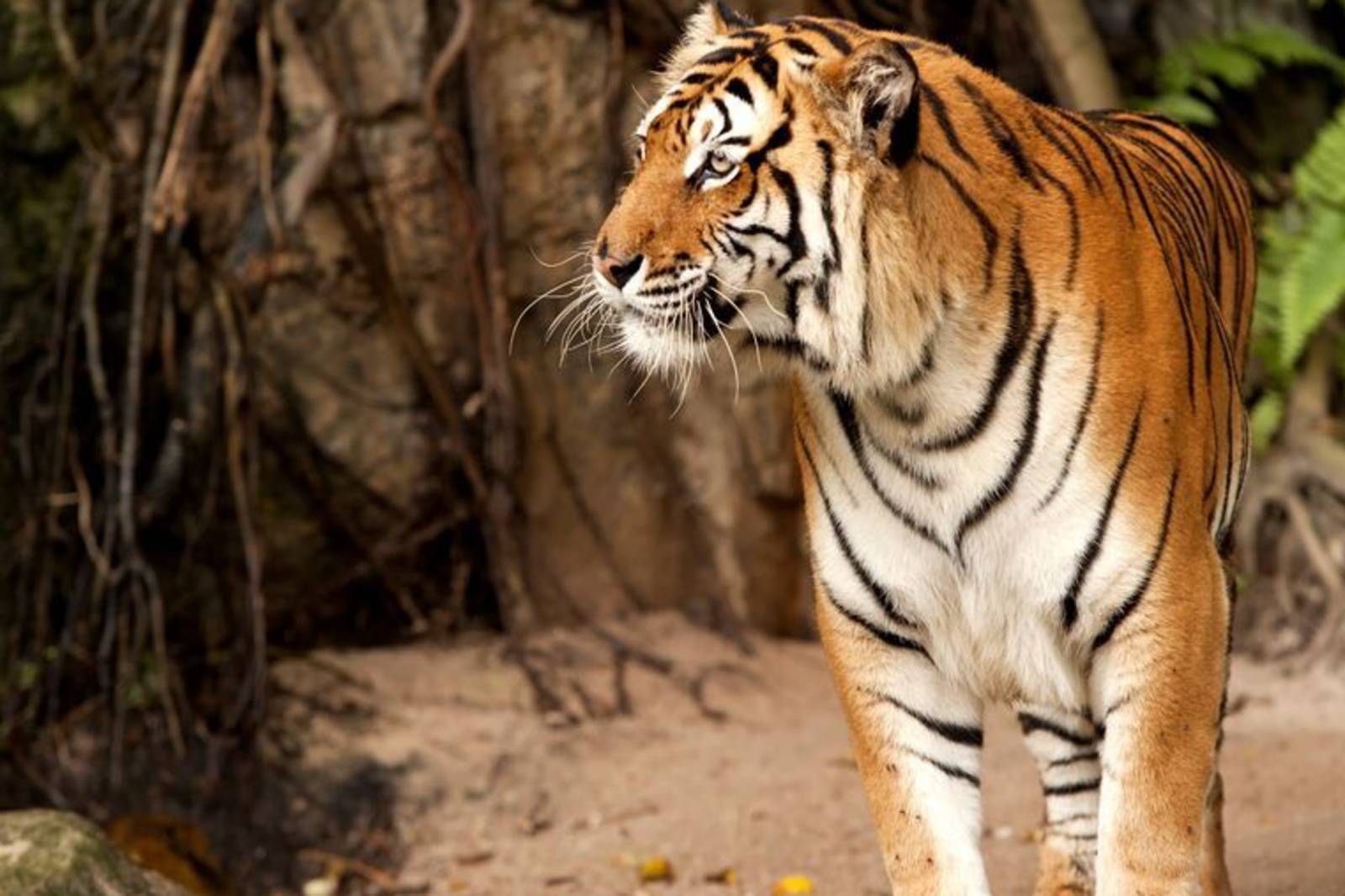 故事寶盒：髒髒虎姑婆