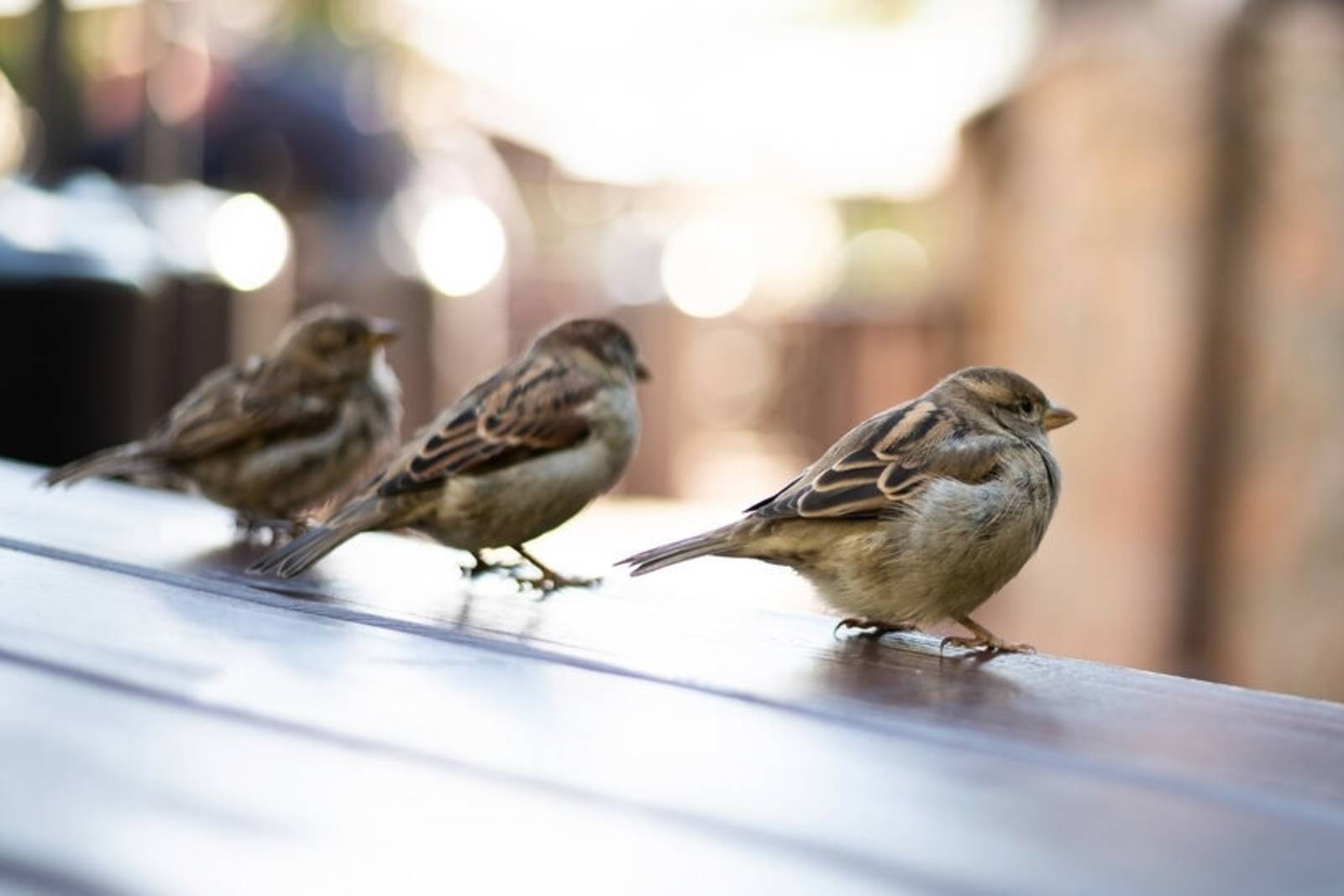 愛群聚聊天的動物－認識麻雀