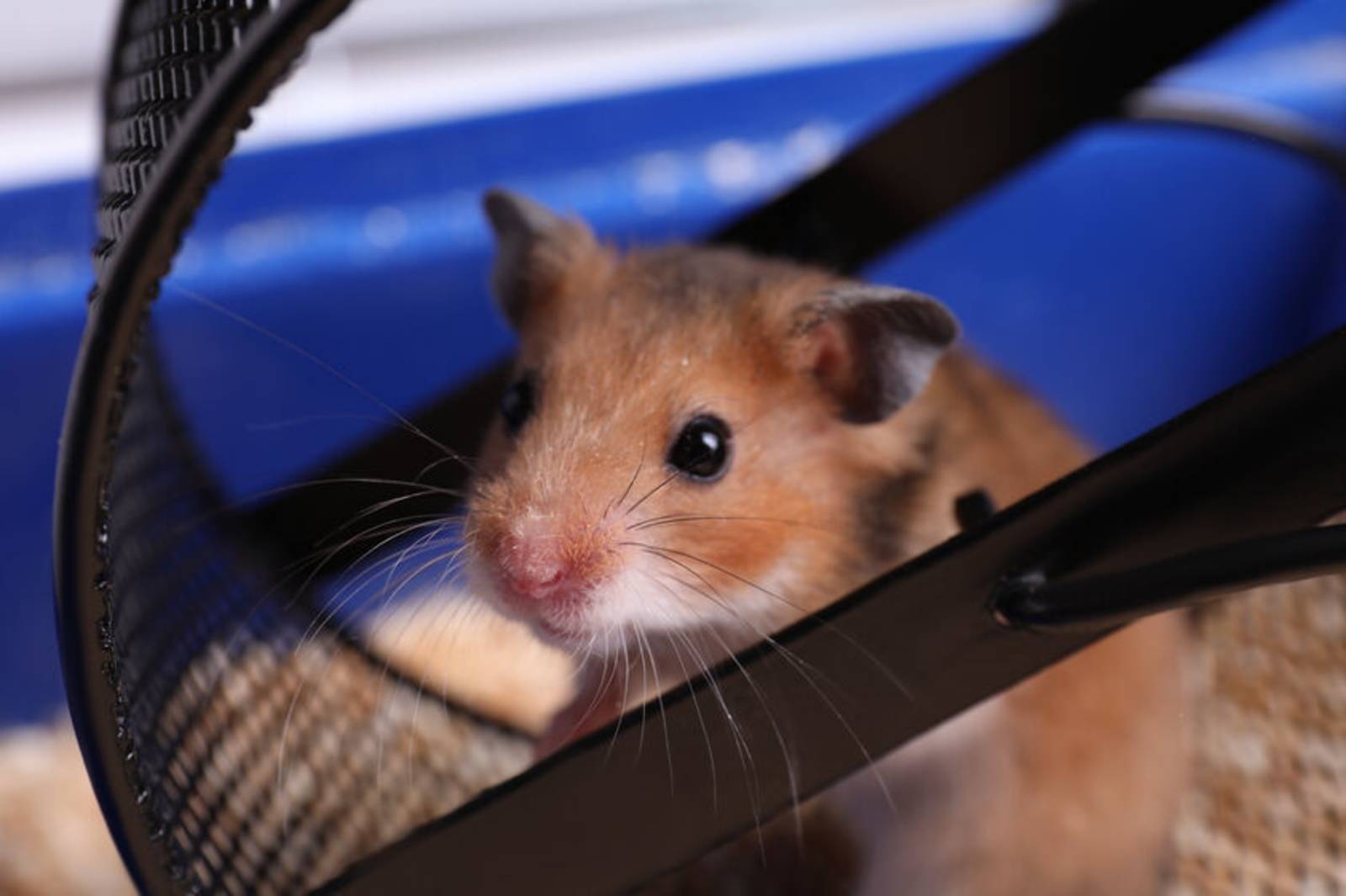 動不停的高手~認識倉鼠