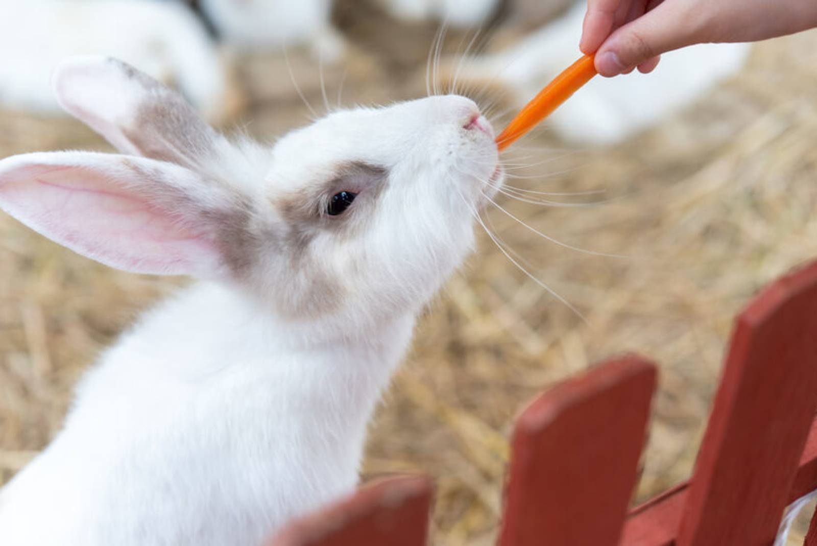 可愛的寵物~認識兔子