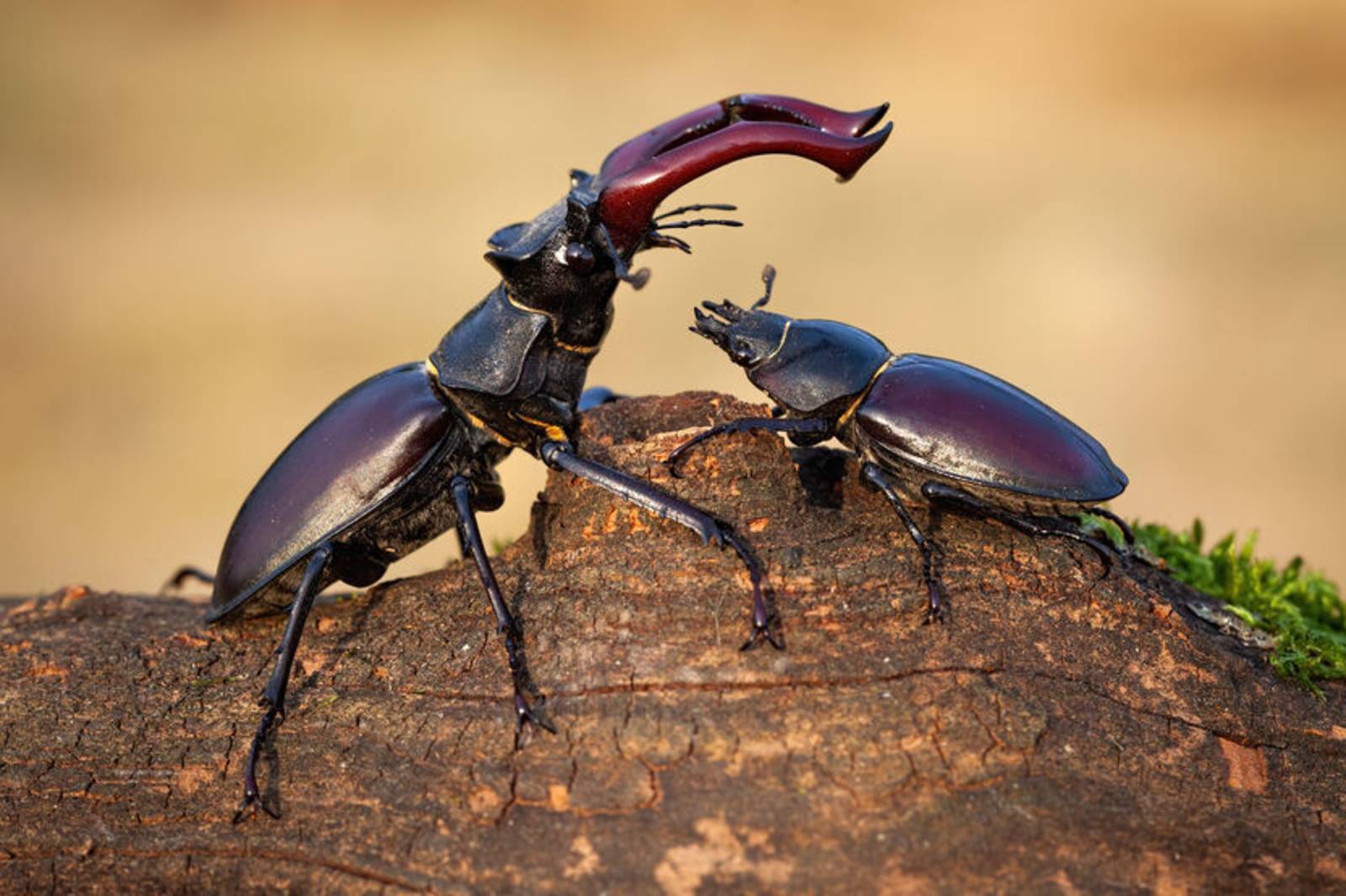 甲蟲界的武士~認識鍬形蟲