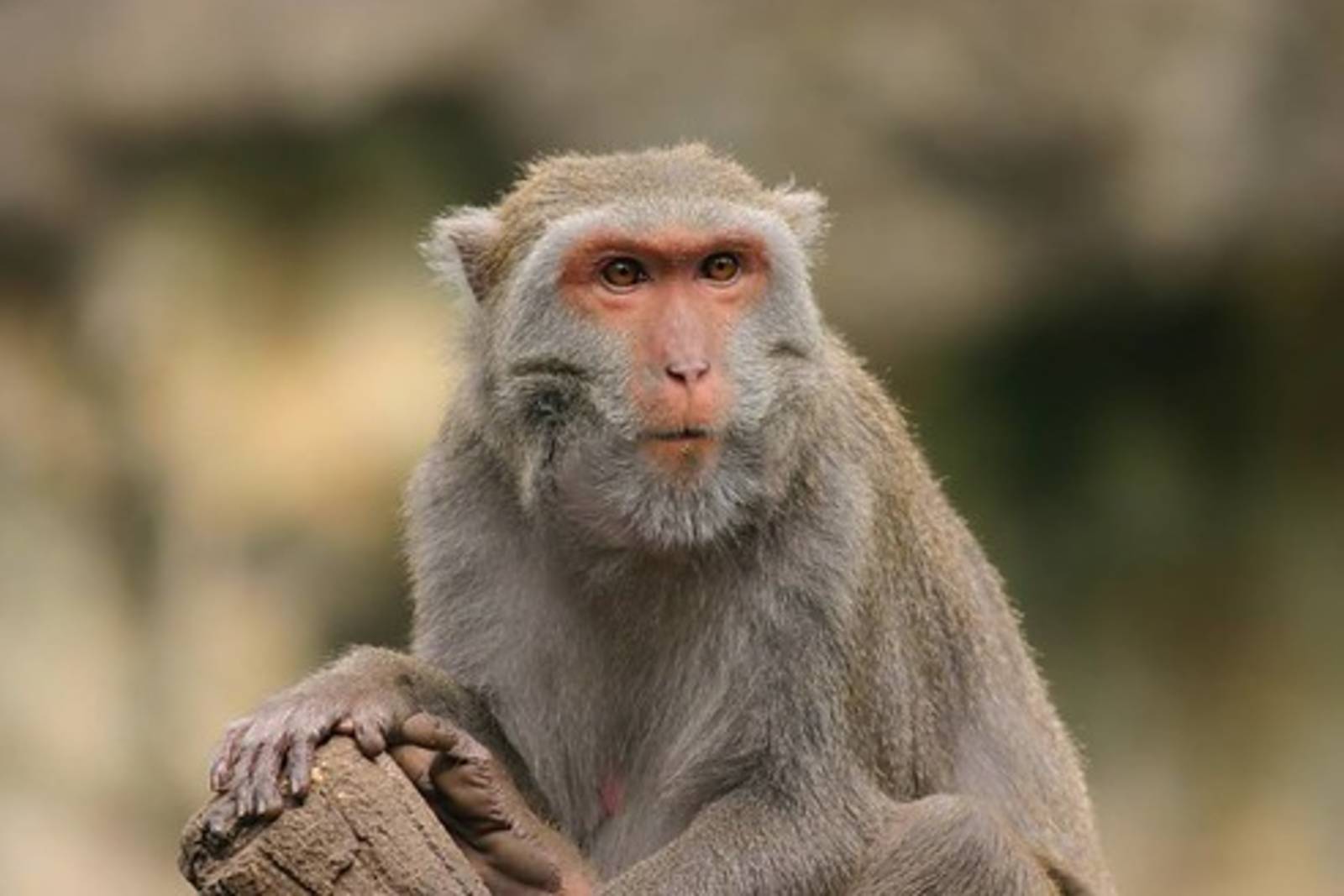 行動自如的高手~認識臺灣獼猴