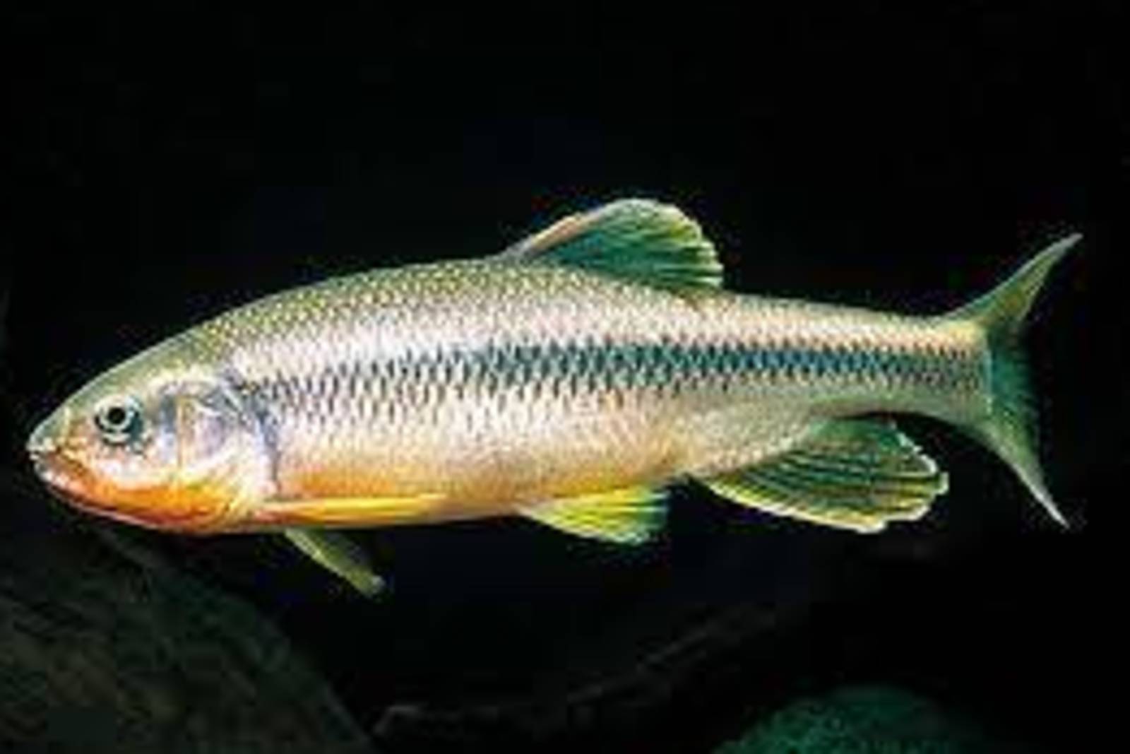 臺灣特有種魚~認識馬口魚