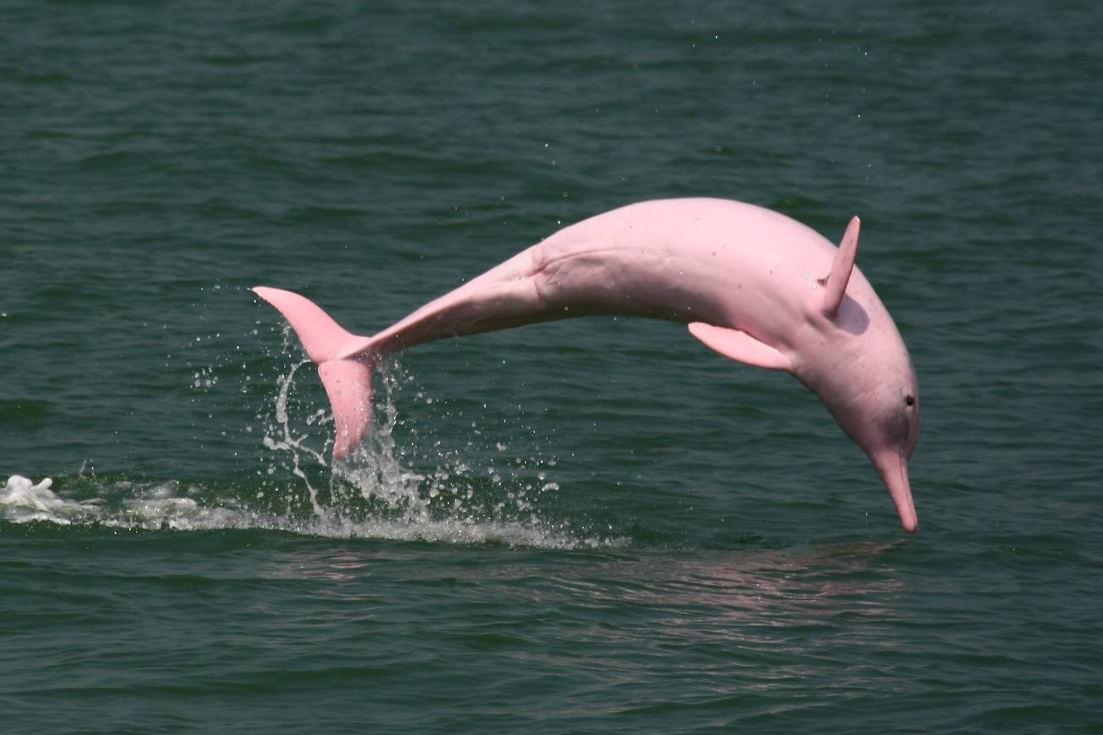 近海的好朋友~認識臺灣白海豚