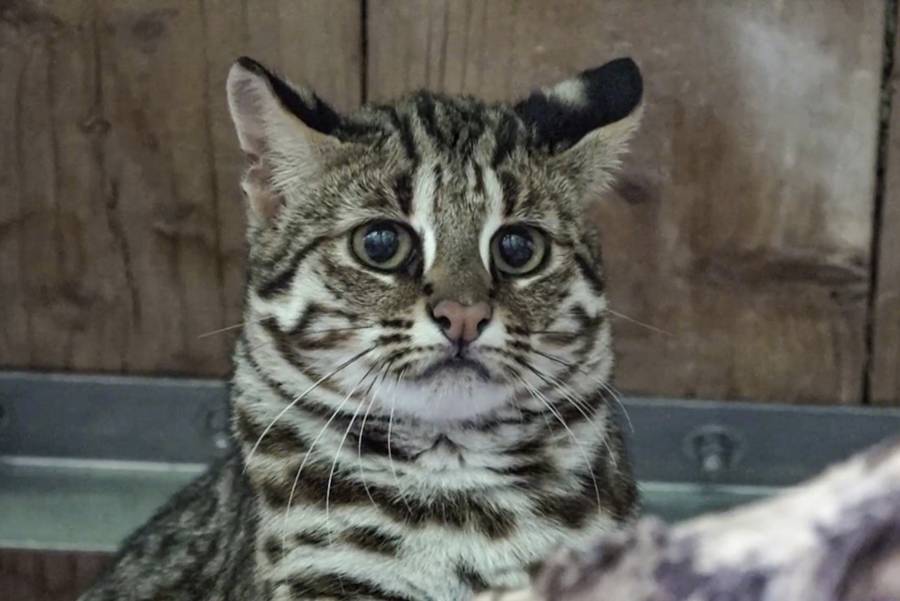 臺灣原生貓科動物~認識石虎