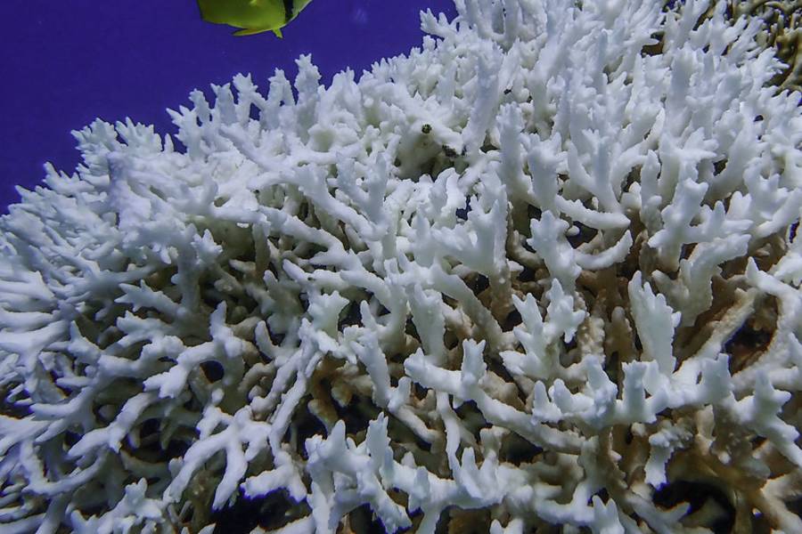 珊瑚礁白化危機.台灣海水製鹽的故事