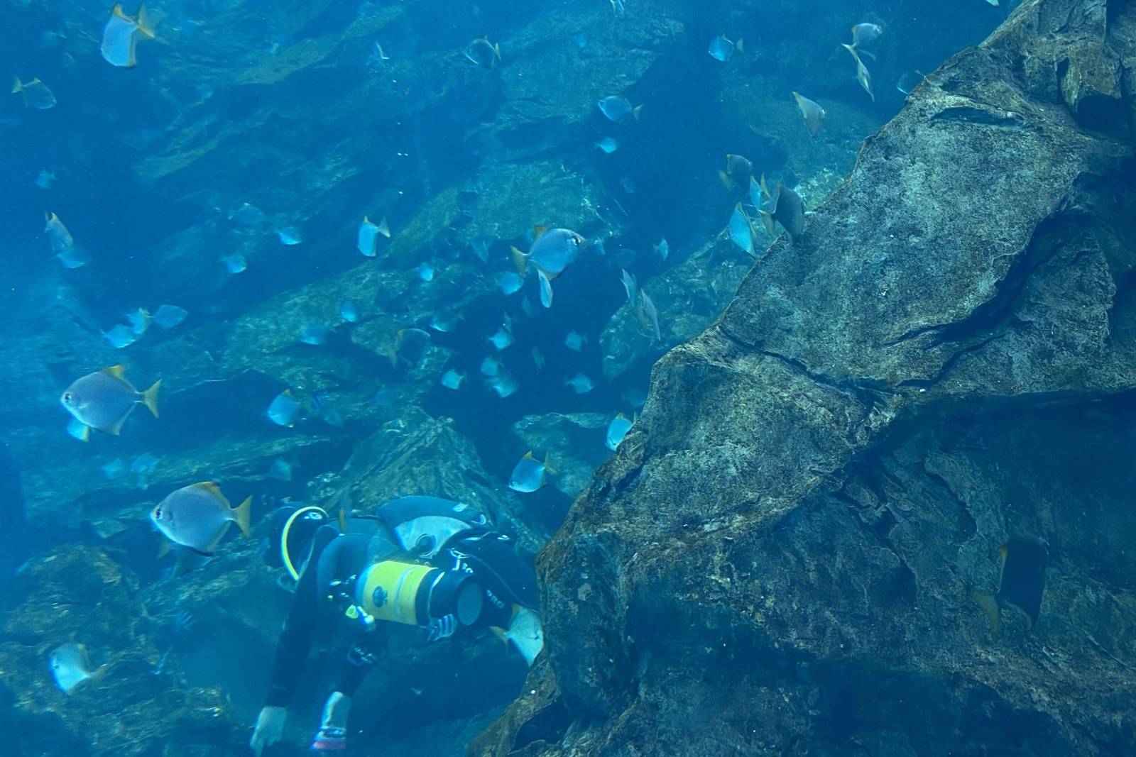 水中的游泳高手