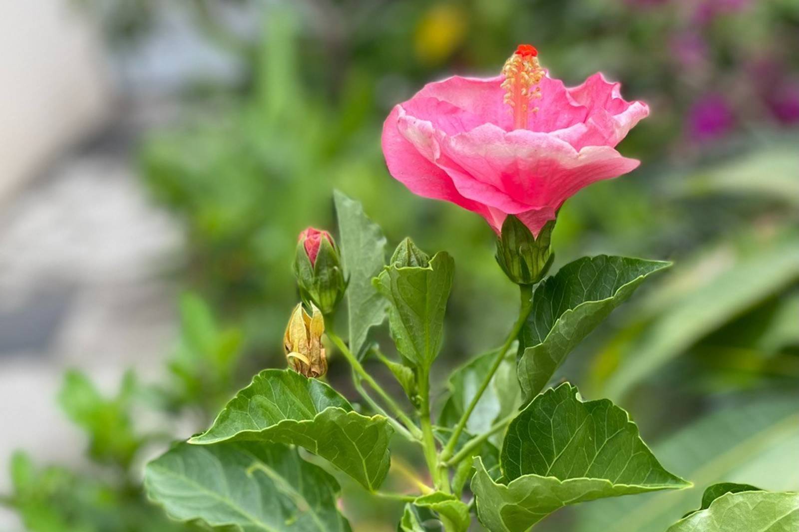 呂金燕介紹春節養生餐 