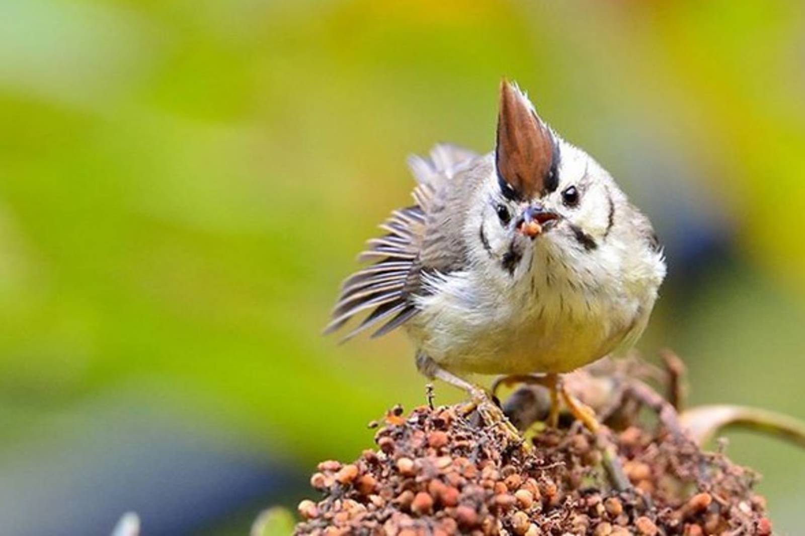英語啵棒的聲樂好手-冠羽畫眉