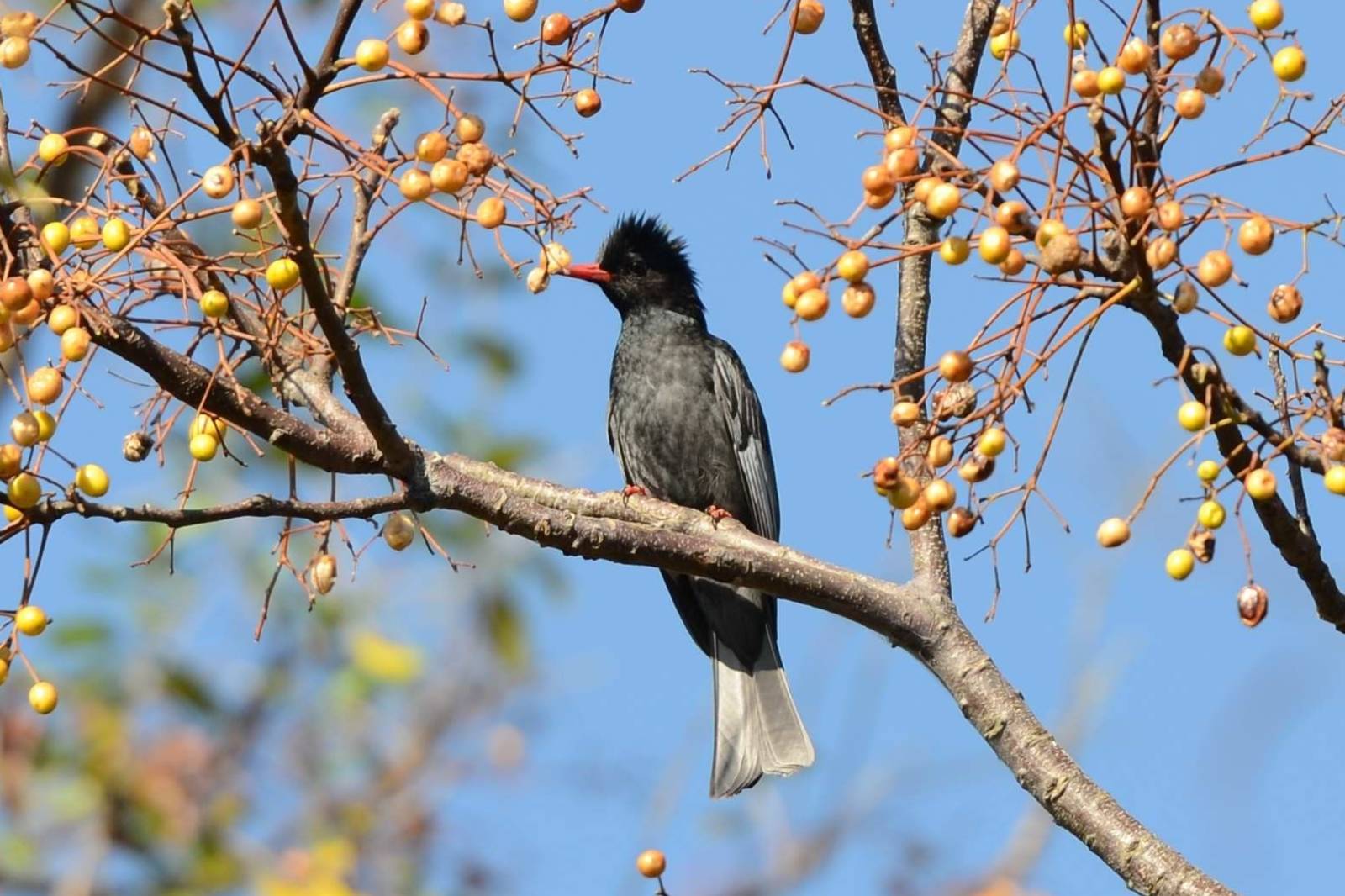 百變聲樂好手-紅嘴黑鵯