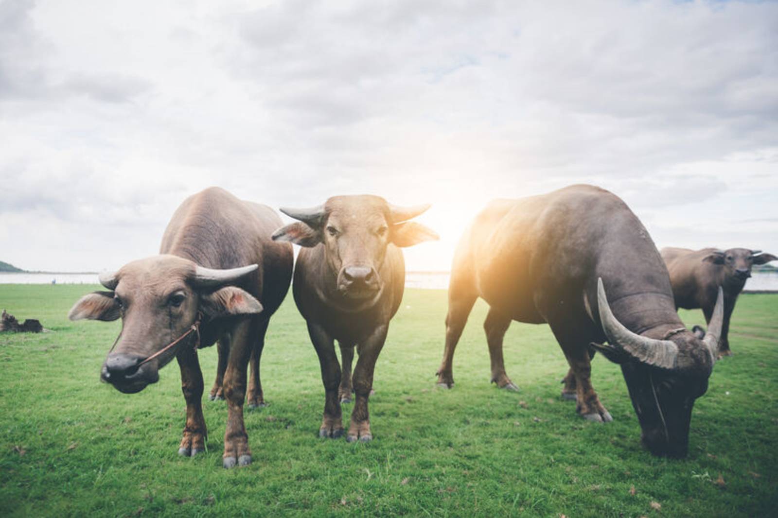 黃土水與臺灣國寶「水牛群像」