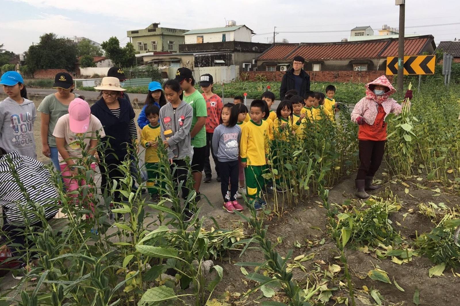 松林國小校園內的胡麻香 