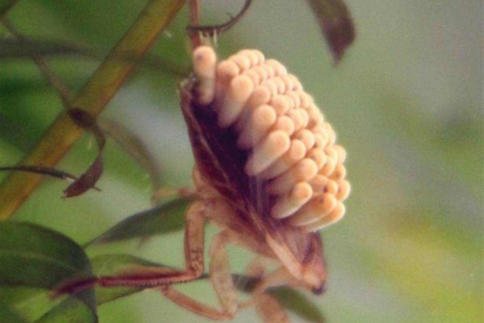 假訊息變成生物課-教你認識負子蟲