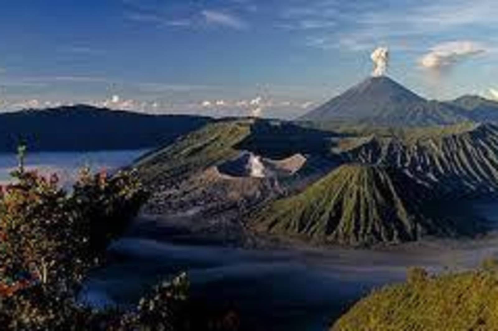 每400年在喜馬拉雅山盛開一次的Mahameru花?這是什麼花