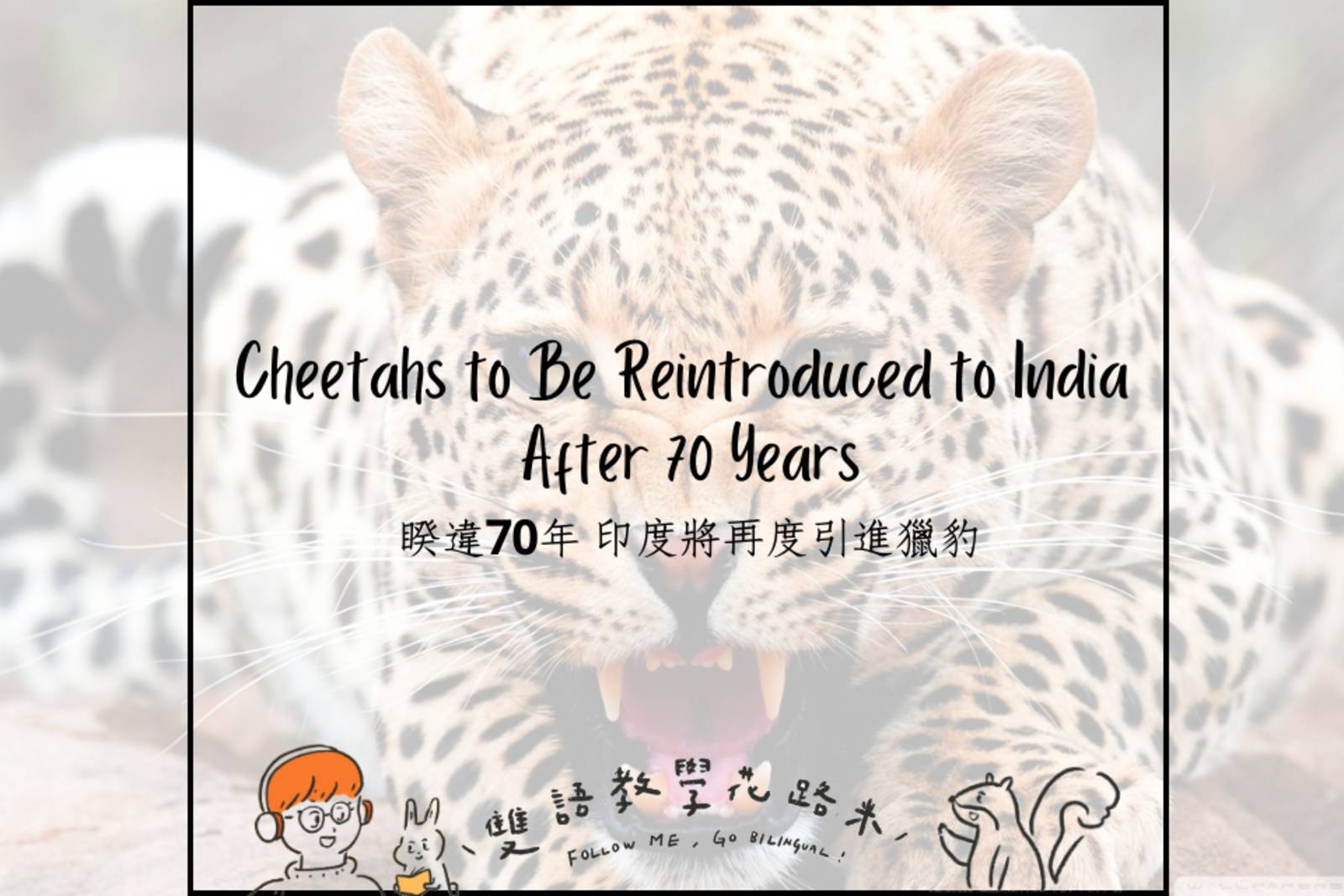 Cheetahs to Be Reintroduced to India After 70 Years 睽違70年 印度將再度引進獵豹