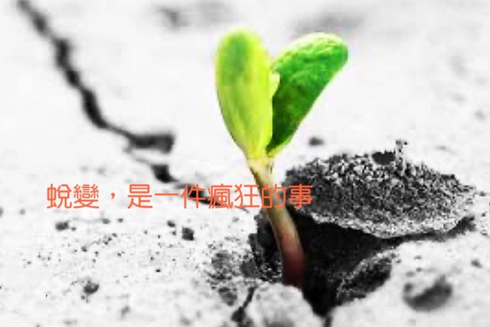 蛻變是一件瘋狂的事